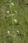 Clustered bushmint